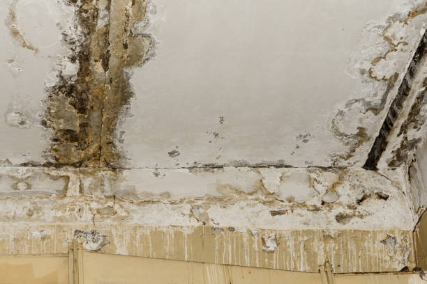 Best Black Mold Removal  in Susanville, CA