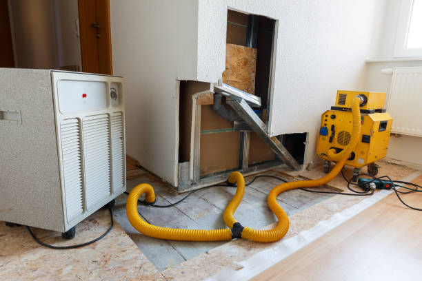 Best Basement Mold Removal  in Susanville, CA