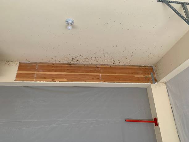 Best Post-Remediation Verification Testing  in Susanville, CA