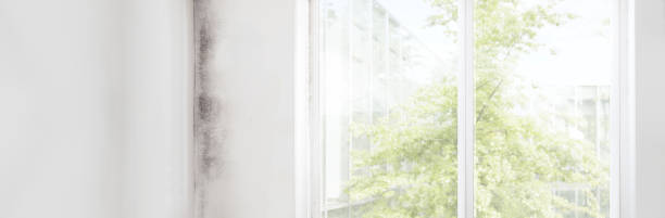  Susanville, CA Mold Removal Pros