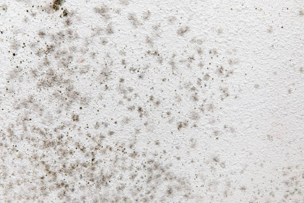 Best Mold Documentation for Insurance Claims  in Susanville, CA